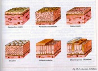 /album/galeria-de-fotos/biologia-tecidos-3-jpg/